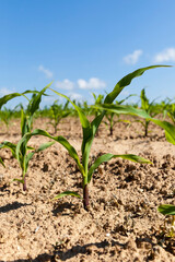 small green corn sprouts in the summer