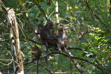 Apes in Srilanka