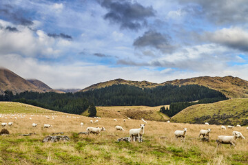 New Zealand landscape with grazing sheep