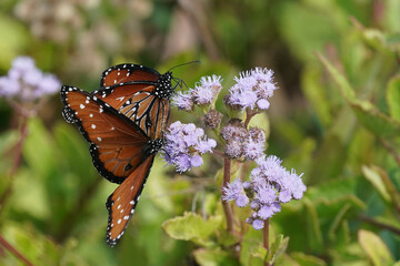 Two Queen Butterflies on purple mist flower