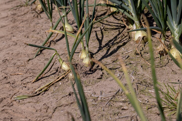 An agricultural field with a harvest of onions in the summer