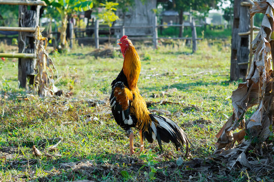 crowing original Thai rooster at agriculture farm.