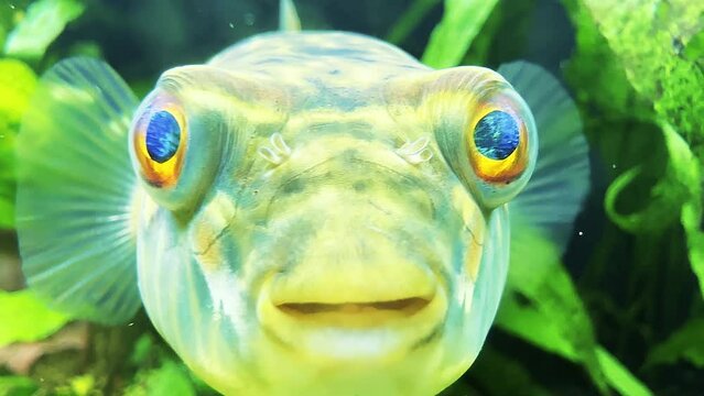 Close up. Fugu fish (Tetraodon lineatus) swims in thickets of plants and slowly moves its eyes in search of prey.
