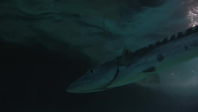 Observing barracuda fish in close proximity underwater and under boat. Despite splendor and multiplicity of ocean, it is fragile ecosystem that is vulnerable to various human activities.
