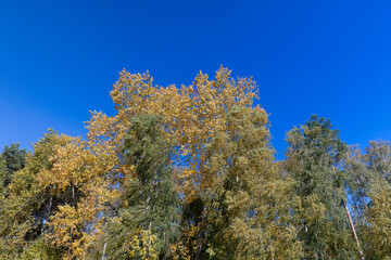 Fototapeta na wymiar Yellowing birch foliage in October