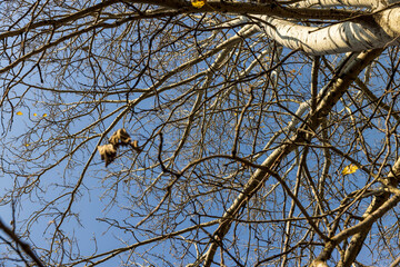 the autumn time of leaf fall in the birch thicket against the blue sky