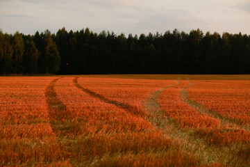 Fototapety na wymiar - Fototapeta24.pl