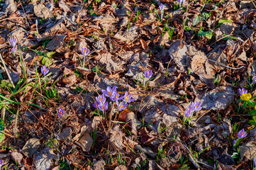 Lilac crocus between dry foliage in the sun.
