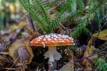 Closeup photo of a toadstool poisonous mushroom growing on forest floor with autumn leaves, moss, lichen and grass. Nature woodland botanical reference.