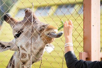 Girl feeding a giraffe in the zoo