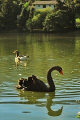 Obraz premium geese - Gansos
