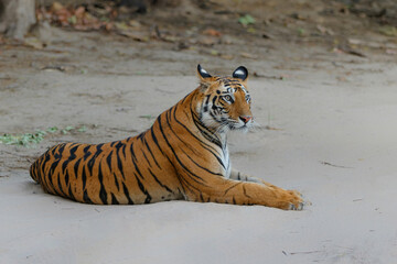 Tiger, Bengal Tiger (Panthera tigris Tigris), hanging around in Bandhavgarh National Park in India