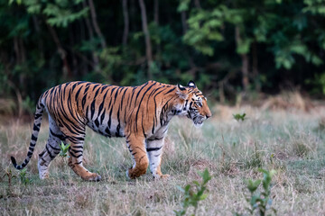 Tiger, Bengal Tiger (Panthera tigris Tigris), hanging around in Bandhavgarh National Park in India