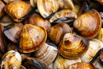 Pile of fresh the clam