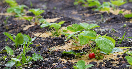 Strawberries on the Garden Bed. Horticulture and Gardening.