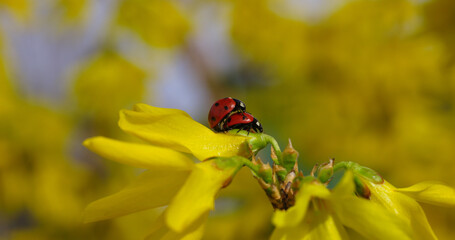 Ladybug on a Yellow Flower Forsythia in Macro. Reproduction Insect in Spring. Wildlife. Two Ladybirds in Nature.