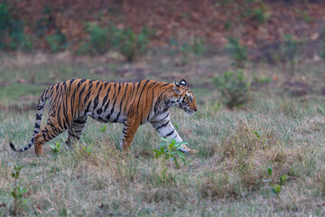 Fototapeta na wymiar Tiger, Bengal Tiger (Panthera tigris Tigris), hanging around in Bandhavgarh National Park in India