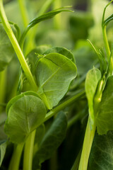 A large number of green pea sprouts, pea plants