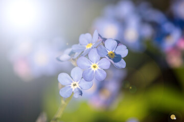 Flowers in a sunlit garden.