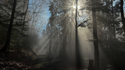 Obraz premium sunbeams in foggy forest