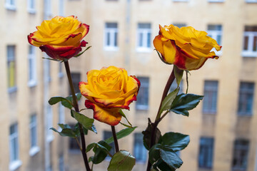 Yellow roses in a vase on the windowsill