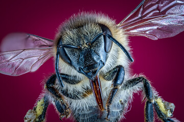 close up of a bee