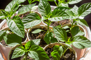 gardening, young seedlings, pepper sprouts in cups on the windowsill.