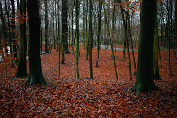 Forest with red leaves covered whole ground in autumn months