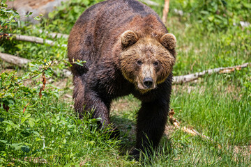 Naklejka na ściany i meble Brown Bear (Ursus arctos) hanging around in the Bayerischer Wald National Park, Bayern, Germany