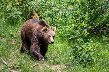 Brown Bear (Ursus arctos) hanging around in the Bayerischer Wald National Park, Bayern, Germany