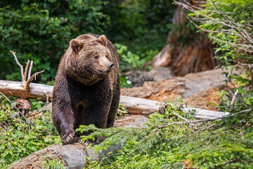 Obraz premium Brown Bear (Ursus arctos) hanging around in the Bayerischer Wald National Park, Bayern, Germany
