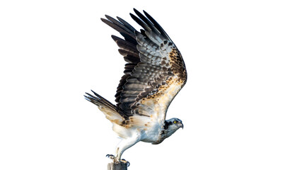 Osprey (Pandion haliaetus) 
