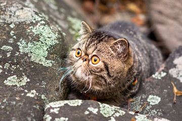 A cute brown tabby exotic shorthair breed of cats sitting on a gray stone n is afraid of traveling...