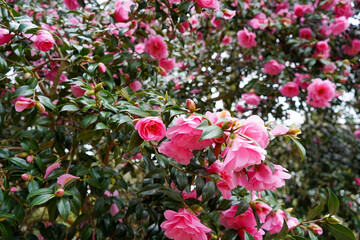 Close up pink flowers in full bloom 