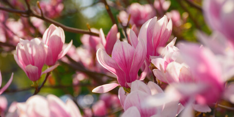 Fototapeta na wymiar magnolia blossoming in morning light. floral background in the park