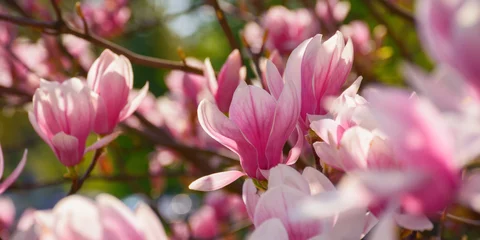 Foto op Canvas magnolia blossoming in morning light. floral background in the park © Pellinni
