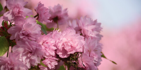 Fototapeta na wymiar cherry blossom on a sunny day. spring greeting conept