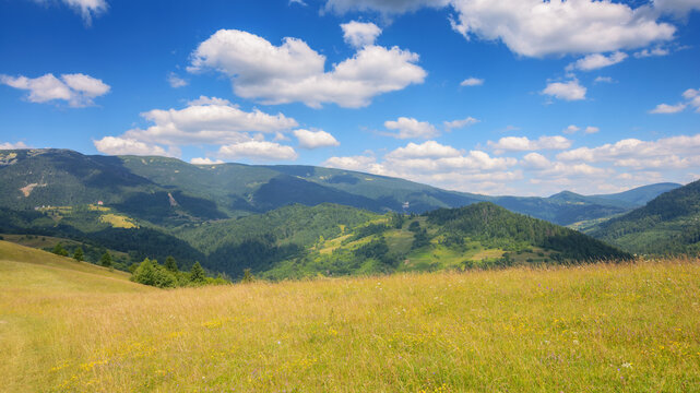 grassy hills and meadows on rolling hills. carpathian mountain landscape in summer. idyllic scenery with fluffy clouds on the sky