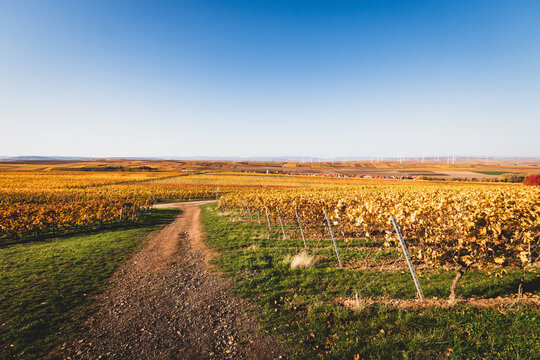 Panoramic view of autumn colored yellow vineyards near Flonheim, Rhine Hesse, Germany