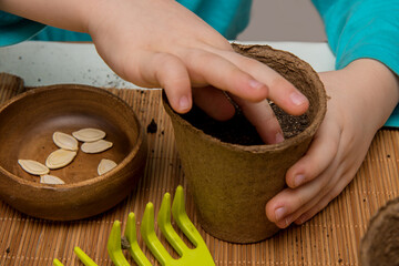 child planting pumpkin seeds in a peat pot, planting seedlings
