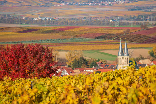 Autumn colored yellow vineyards around Flonheim with church, Rheinhessen, Germany