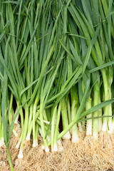 Fresh green onion on market as background. Top view. Organic texture. Local food and vegetables. Agriculture.