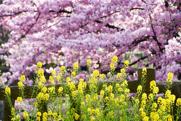 京都 淀水路の河津桜と菜の花
