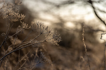 plants in the winter season covered with white cold snow