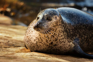 Common seal [Phoca vitulina] cute face