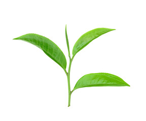 Green tea leaf isolated on transparent png