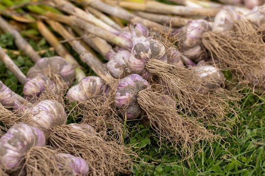 harvested garlic harvest that is dried in the sun