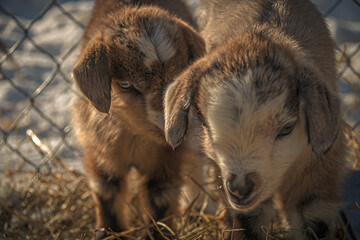 Baby Myotonic goats enjoying the first days of life on a sunning winter day in the hay