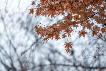 Tree Branch with yellow leaves, autumn.