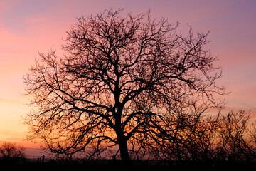 Fototapeta na wymiar sundown silhouette of a tree